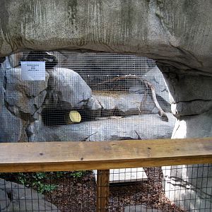 Africa-Black-footed Cat Exhibit