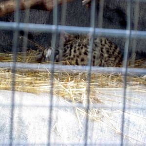 Africa-Black-footed Cat