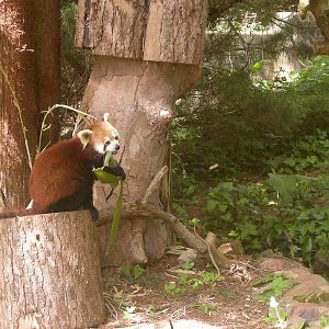 Red Panda