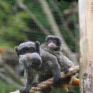 Emperor Tamarins