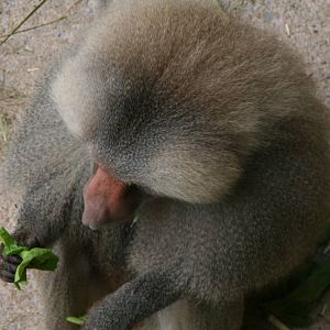 Male Hamadryas Baboon (Ben)