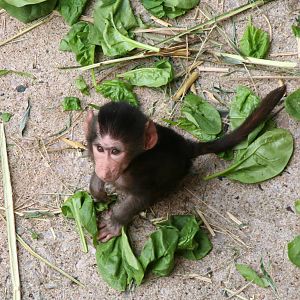 Baby baboon (Morph)