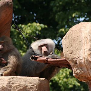 Baboons (Forest and family)
