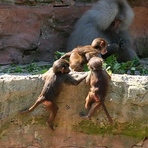 Baboons Playing