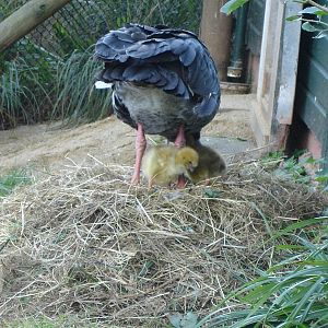 Southern Screamer with chicks
