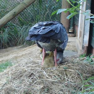 Southern Screamer with chicks
