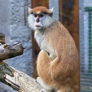 Patas monkey