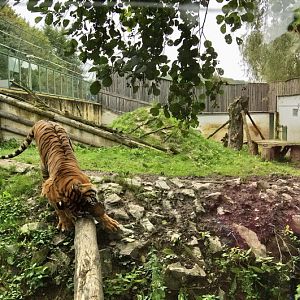 Tiger enclosure