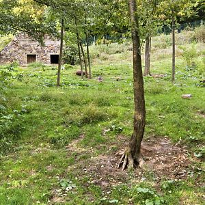 Enclosure of brown bears