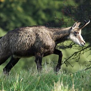 Chamois