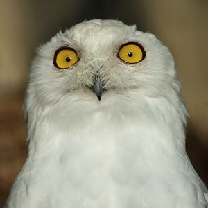 Snowy owl