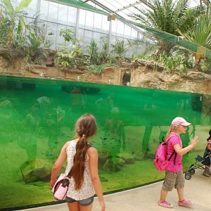 Underwater view - Crocs