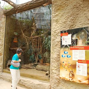 Exhibit for Roufous elephant shrews and Red-legged sun squirrel