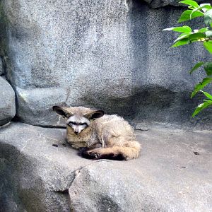 Africa-Bat-eared fox