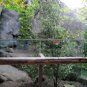 Africa-Bat-eared fox Exhibit