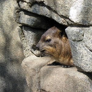 Africa-Rock Hyrax