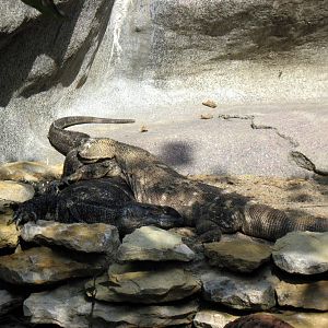 Africa-Black-throated Monitors