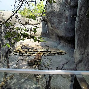 Africa-Black-throated Monitor Exhibit