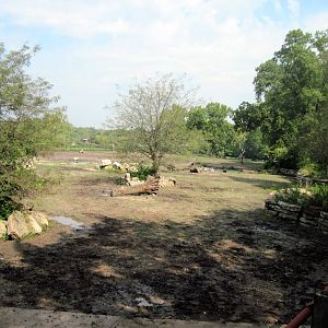 Africa-Black Rhinoceros Exhibit