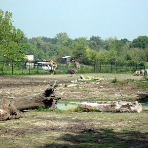 Africa-Black Rhinoceros and Masai Giraffes