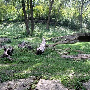 Africa-Chimpanzee Exhibit