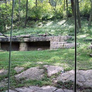 Africa-Chimpanzee Exhibit