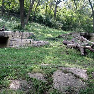 Africa-Chimpanzee Exhibit