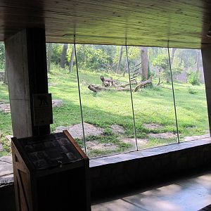 Africa-Chimpanzee Viewing Windows