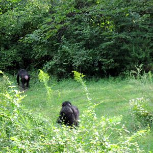 Africa-Chimpanzees