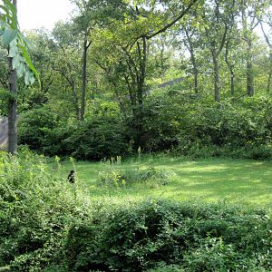 Africa-Chimpanzee Exhibit