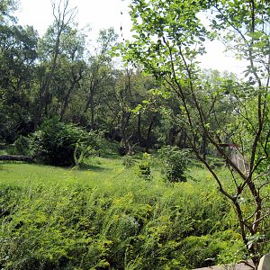 Africa-Chimpanzee Exhibit
