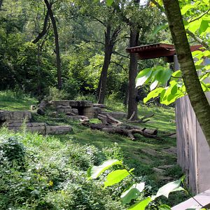 Africa-Chimpanzee Exhibit