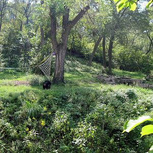 Africa-Chimpanzee Exhibit