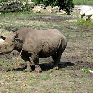 Africa-Black Rhinoceros