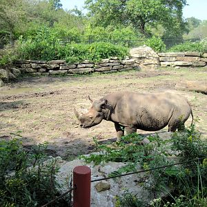 Africa-Black Rhinoceros
