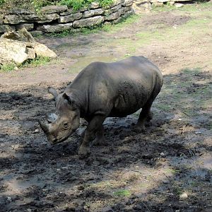 Africa-Black Rhinoceros