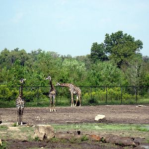 Africa-Masai Giraffes