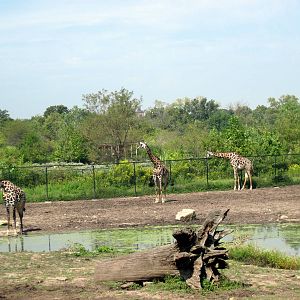 Africa-Masai Giraffes