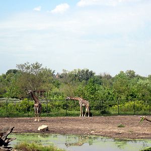 Africa-Masai Giraffes