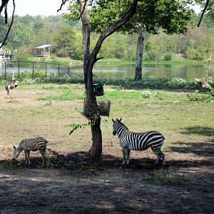 Africa-Grant's Zebras