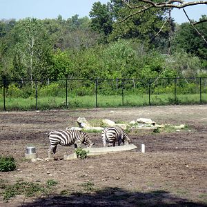 Africa-Grant's Zebras
