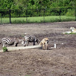 Africa-Grant's Zebras