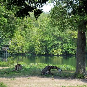 Africa-Ostrich and Masai Giraffe