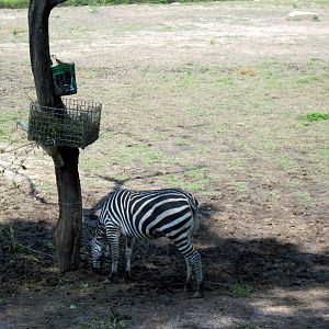 Africa-Grant's Zebra