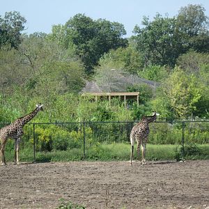 Africa-Masai Giraffes
