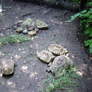 Africa-Leopard Tortoises