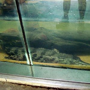 Africa-Slender-snouted Crocodile