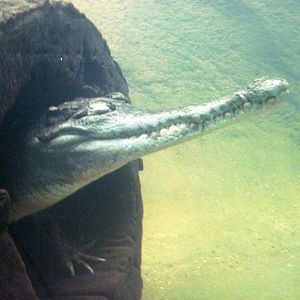 Africa-Slender-snouted Crocodile