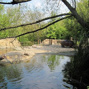 Africa-Nile Hippopotamus Exhibit