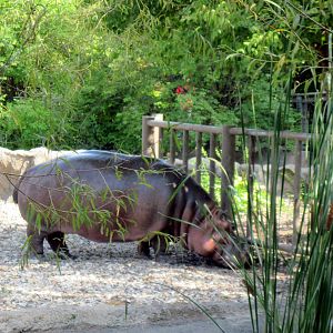 Africa-Nile Hippopotamus